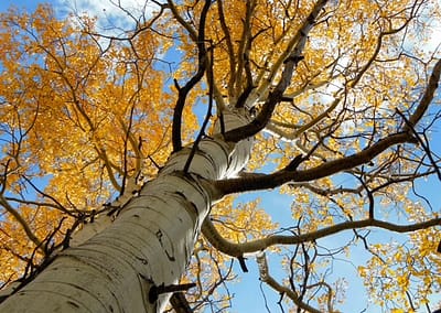 Velvet and Grove aspen