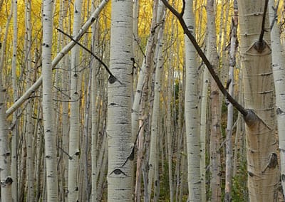 Velvet and Grove aspen forest